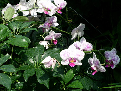 [From the plant's dark green leaves sprout branches full of flowers. The flowers have five white petals with polka dots of pink on them. In the center of each bloom are pink-petaled centers with some yellow in the very center.]